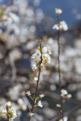 White spring flowers on a tree branch