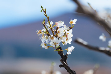 White spring flowers on a tree branch
