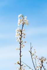 White spring flowers on a tree branch
