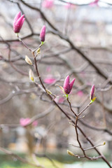 Bright pink magnolia blosson in Paris France. Spring march. After rain, rain drops on the petals. Bare brown branches. Buds of upcoming flowers