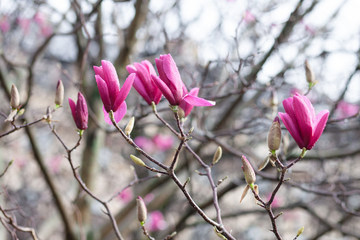 Bright pink magnolia blosson in Paris France. Spring march. After rain, rain drops on the petals. Bare brown branches. Buds of upcoming flowers