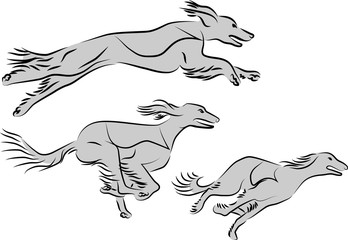 Obraz premium saluki racing