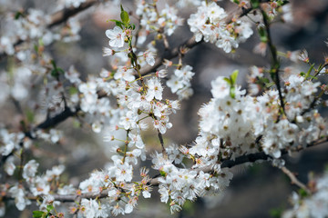 White spring flowers on a tree branch