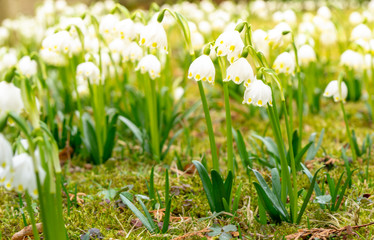 spring white flowers - snowflakes in the garden