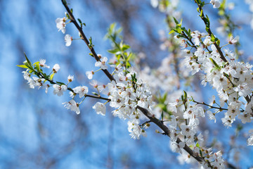 White spring flowers on a tree branch