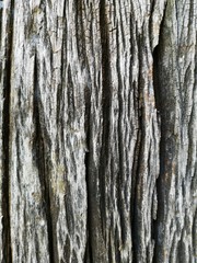 bark of a tree