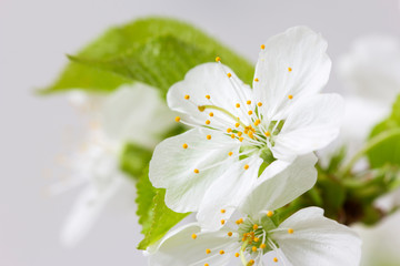 Beautiful blooming cherry blossoms close up.