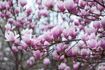 Pink magnolia amaizing spring blossom. Bright colorful flowers