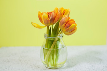 Row of tulips in vase on coloful background with space for message. Mother's Day background.