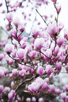 Pink magnolia amaizing spring blossom. Bright colorful flowers