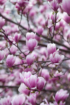 Pink magnolia amaizing spring blossom. Bright colorful flowers