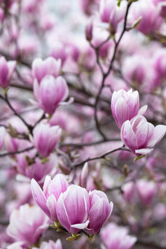 Pink magnolia amaizing spring blossom. Bright colorful flowers © ArtSys