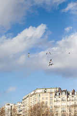 Sunny spring day in Paris France. White seagulls flying above the river. Beautiful old buildings on a background. Bright blue sky with few grey clouds 