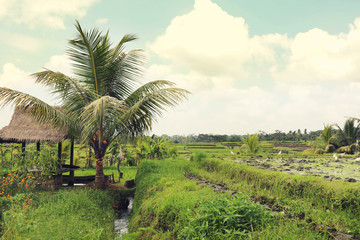 Fototapeta na wymiar Green Terraced Rice Field in Ubud, Indonesia.