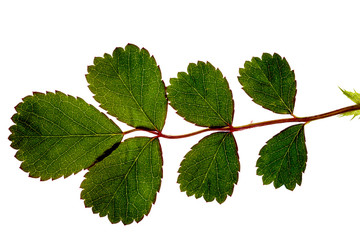 Fototapeta premium green leaves isolated on white background