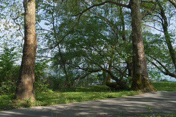Obraz premium Insel Mainau / Bodensee - im Frühling