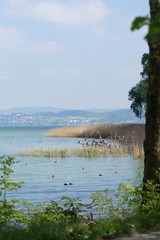 Insel Mainau im Bodensee - im Frühling