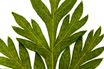green leaves of mugwort 
