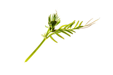 Fototapeta premium vetch branch isolated on white background