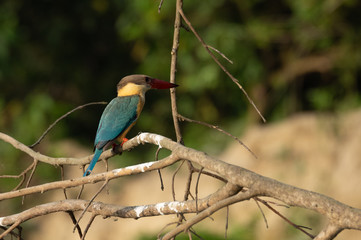 Stork-billed Kingfisher or Pelargopsis capensis Sitting on Branch