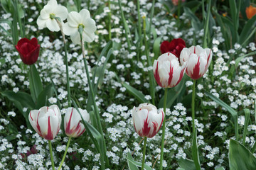 Buntes Blumenbeet mit Tulpen im Park im Frühling