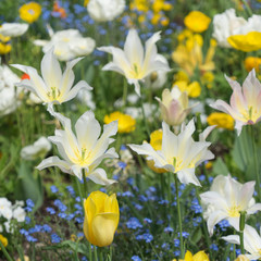 Naklejka premium Kolorowy kwietnik z tulipanami w parku wiosną