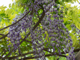 Blauregen (Wisteria)