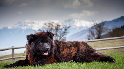Watchdog of the mountains