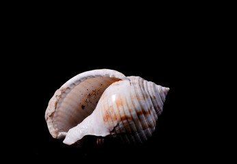 Scallop Shell Isolated