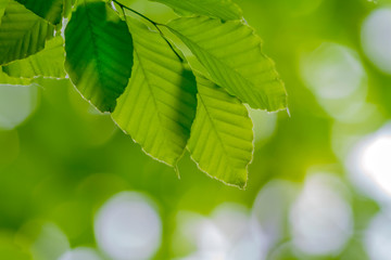 新緑の梢と葉っぱ