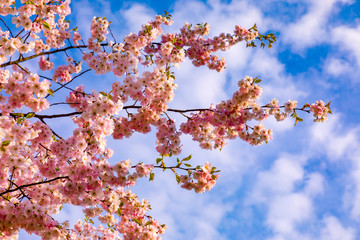 lilac tree blossom