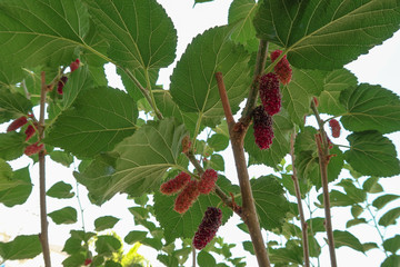 Red mulberry fruit, On brown branches and green leaves, Close up.