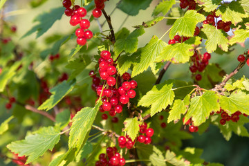 Red currants