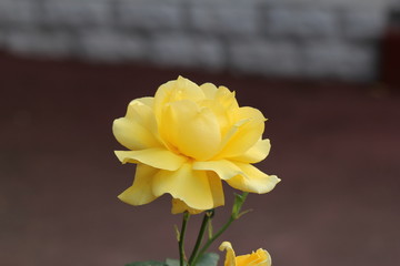rose, flower, yellow, nature, garden, flowers, pink, red, plant,