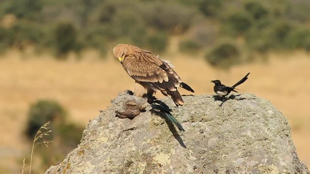 Joven &aacute;guila imperial con urracas