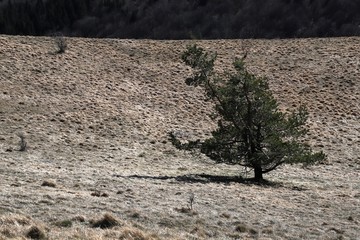 arbre sur les crêtes du cratère du Puy de Come