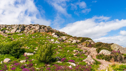 Fototapeta na wymiar Path leading to a rocky mountain peak with purple heather and green vegetation under a beautiful blue sky. Landscape on a sunny summer day in Howth, Ireland.