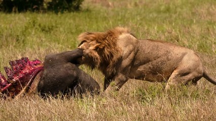 East african lion protecting his cape buffalo prey