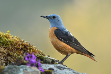 Naklejka premium Roquero rojo posado sobre las rocas