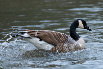 Kanadagans beim Baden