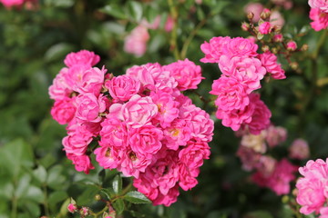 pink flowers in the garden