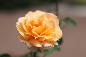 rose, flower, yellow, nature, garden, flowers, pink, red, plant,