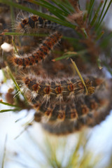Thaumetopoea pityocampa Pine processionary Oruga Procesionaria