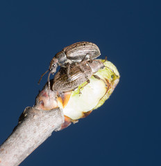 coppia di coleotteri su una gemma