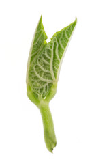 Macro. The young first leaves sprouted grains isolated on white