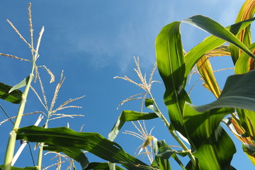 The top of the corn tree on the blue sky background