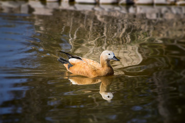 Pato nadando