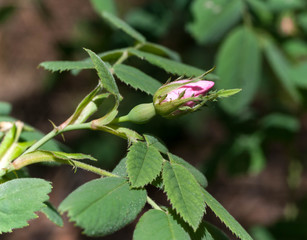 selective focus of pink rose bud in forest