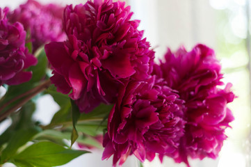 selective focus of pink peonies and green leaves near window