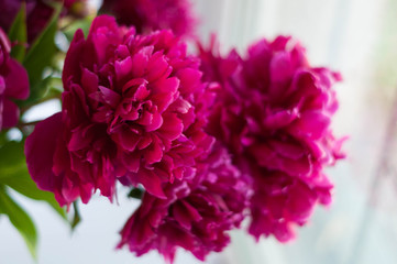 selective focus of pink peonies with green leaves on white 